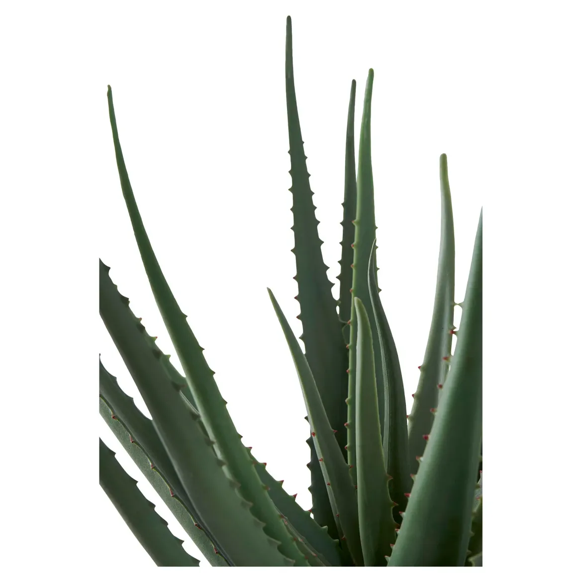 Kunstpflanze Aloe Vera – 51 cm pflegeleichter Klassiker im modernen Look