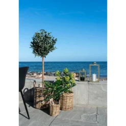 Kunstpflanze Feigenbaum – 60 cm mediterraner Charme für dein Zuhause