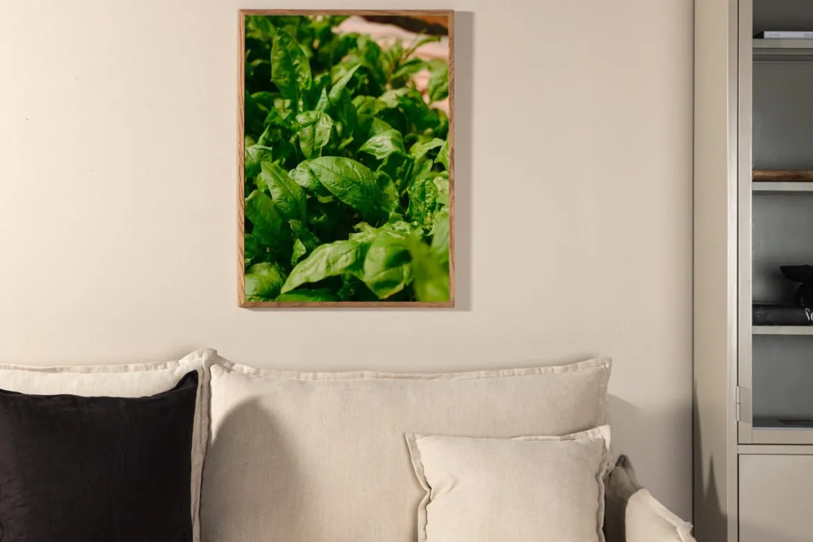 Poster Basil aus hochwertigem Papier