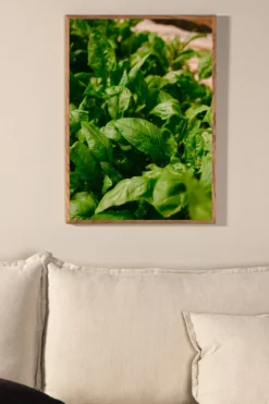 Poster Basil aus hochwertigem Papier